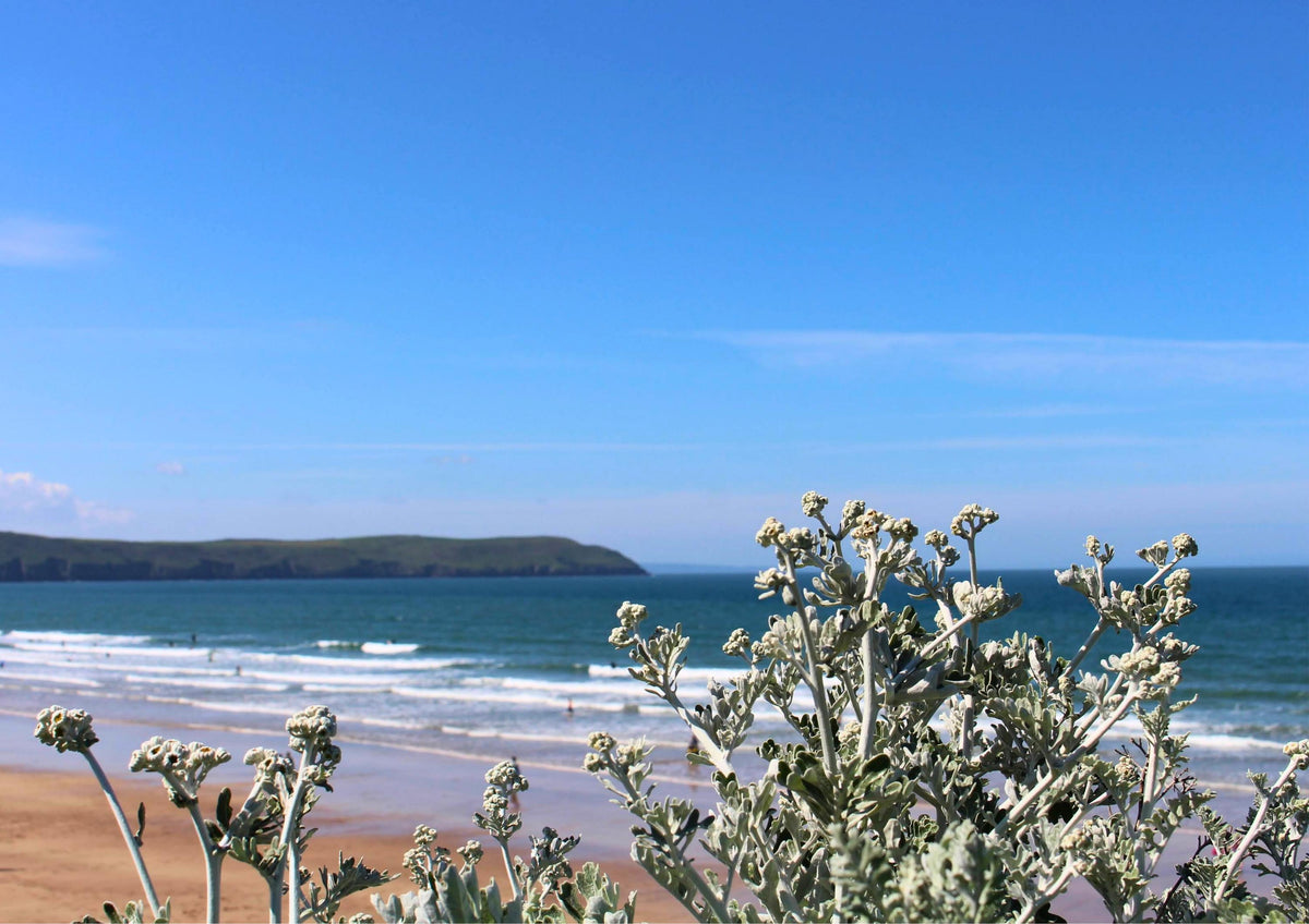 Cornwall Seaside Wall Art - Ragwort Flowers with Ocean View