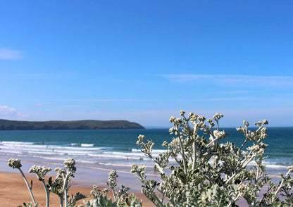 Cornwall Seaside Wall Art - Ragwort Flowers with Ocean View