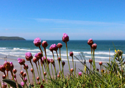 Cornwall Sea View Poster, Ragwort and Coastal Flowers (Multiple Sizes)