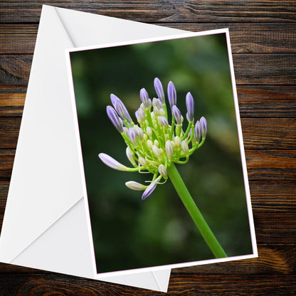 Agapanthus A6 Greetings Card - Inspired by Eden Collection | Pale Lilac Floral Photo