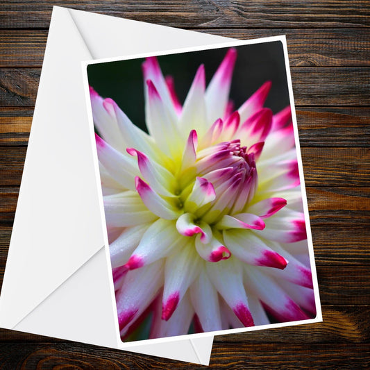 Dahlia Greeting Card – White Pink Tips, Lime Green Centre, Summer Flower (A6)