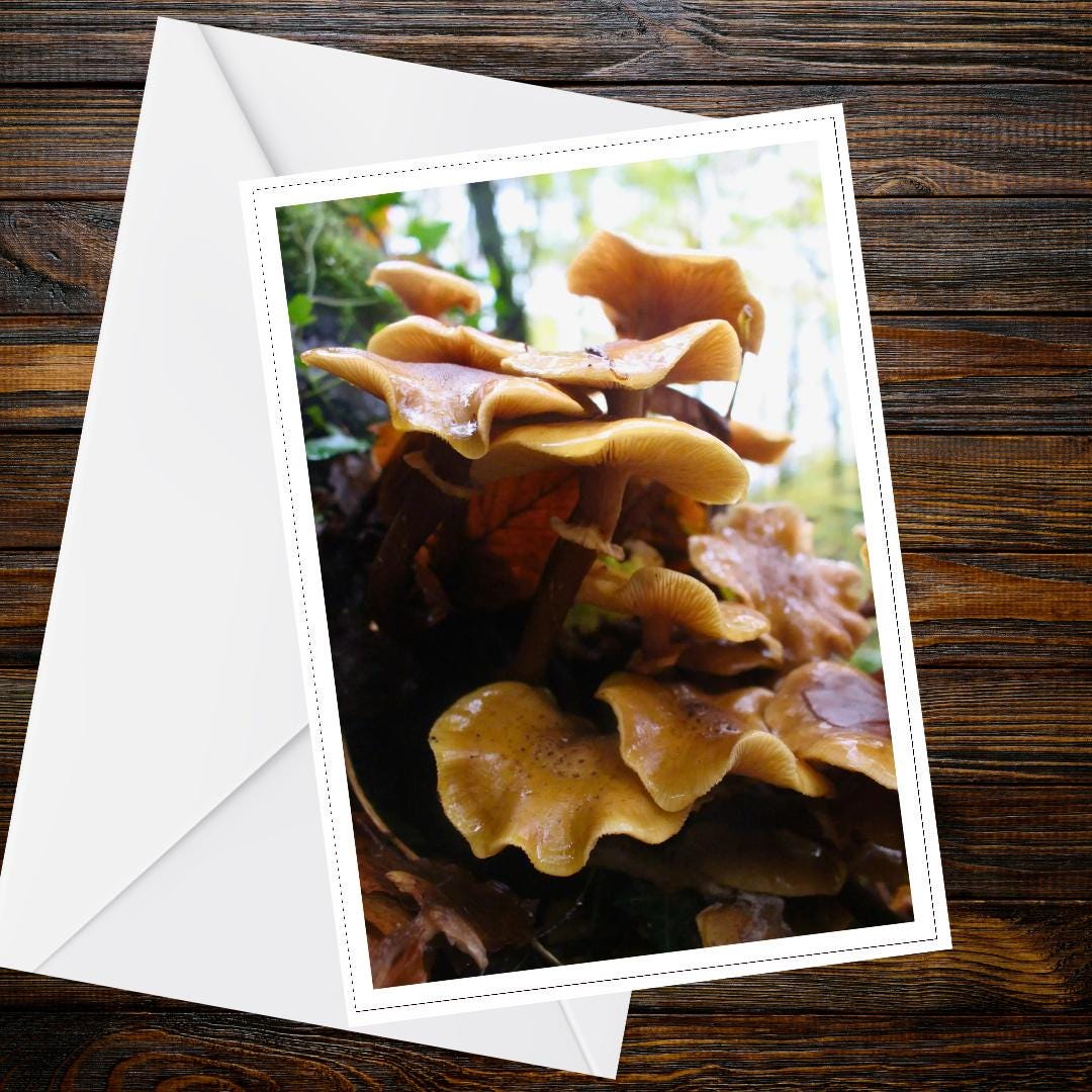 Honey Fungus Fungi Greeting Card | Nature, Woodland, Botanical, Forest, Mycology, Wildlife, Handmade, All Occasion Card, FSC Certified