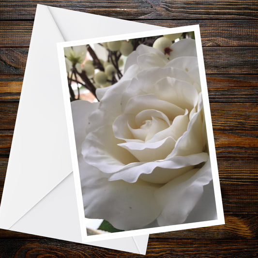 White Rose Greeting Card A6 — Creamy Macro Floral | Summer Flower Collection