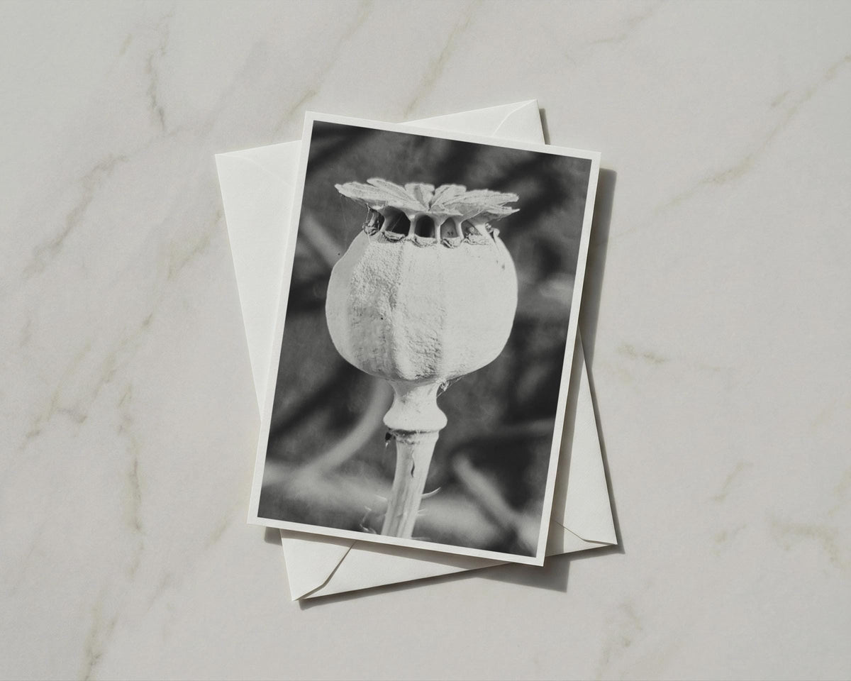 Poppy Seed Head Card, Black and White Botanical A6 Card, Monochrome Nature Greeting Card