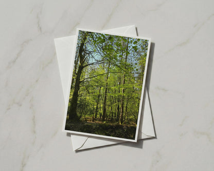 Sunlit Forest Card, Green Woodland Trees A6 Greeting Card, Nature Photography