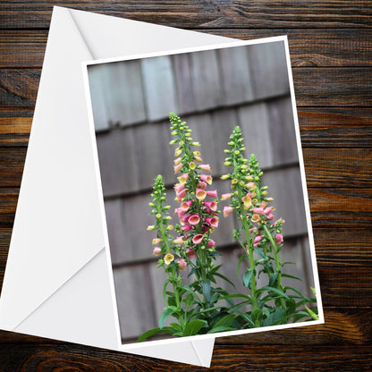 Pink Peach Foxgloves A6 Card – Nature Photography, Blank Greetings (Summer Flower Collection)