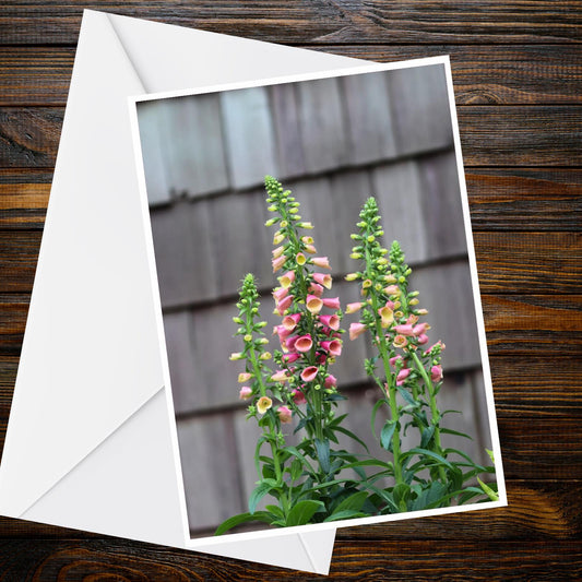 Pink Peach Foxgloves A6 Card – Nature Photography, Blank Greetings (Summer Flower Collection)