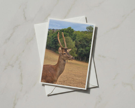 Red Deer Stag Card, Wildlife Photography, Antlers Nature Card, British Deer A6 Greeting Card