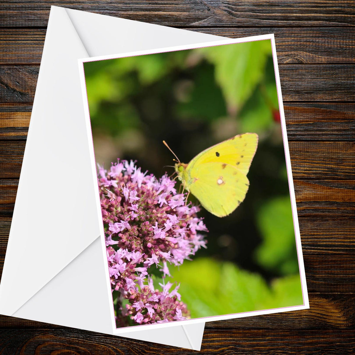 Clouded Yellow Butterfly A6 Card – Pink Marjoram Photograph, Butterfly Collection