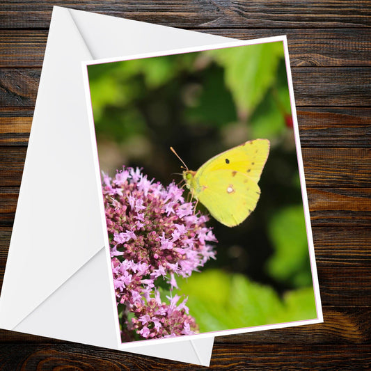 Clouded Yellow Butterfly A6 Card – Pink Marjoram Photograph, Butterfly Collection