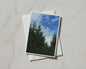 Evergreen Trees and Blue Sky Card, Forest Nature Greeting Card, Woodland Scene
