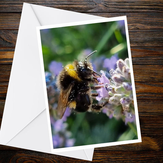 Bumblebee on Lavender A6 Greeting Card, Wildlife Nature Photography (Blank Inside)