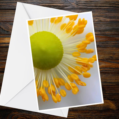 White Anemone Floral Photo Card – A6 Nature Photography, Blank Inside