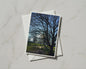 Winter Trees Park Card, Bare Branches Blue Sky, Nature Photography Greeting Card