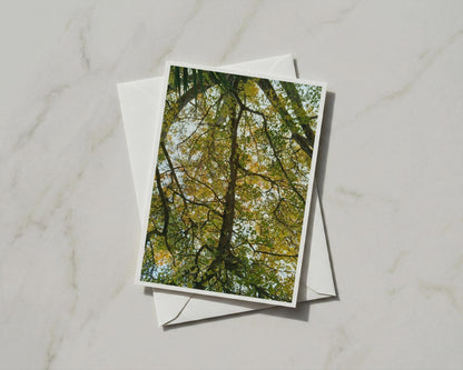 Tree Canopy A6 Card, Looking Up Through Autumn Branches, Nature Photography Greeting Card