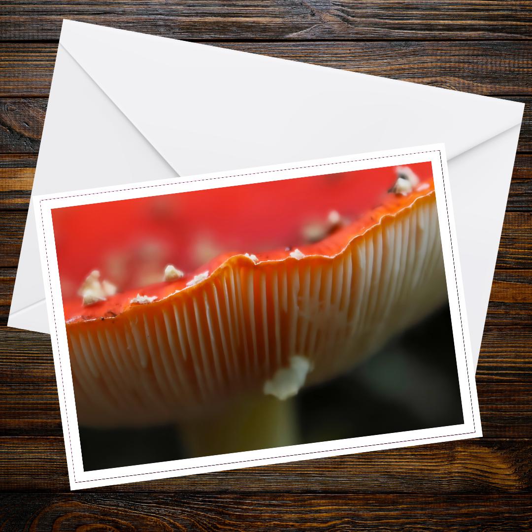 Fly agaric Fungi Greeting Card | Woodland Mushroom Photo, Nature-Inspired Botanical Card, Eco Friendly Paper, Whimsical Forest Art