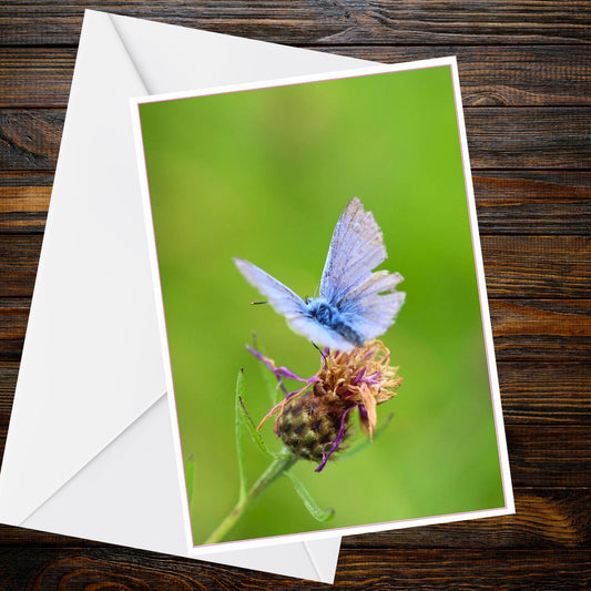 Common Blue butterfly A6 Greetings Card - Butterfly Collection