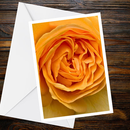 Yellow rose macro photo card – golden petals A6 greeting card, blank inside