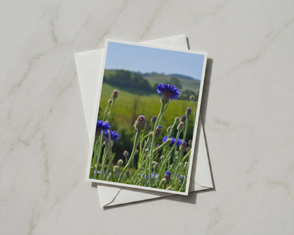 Cornflower Blue Wildflower Card, Summer Meadow Nature Card, Countryside Floral Greeting Card