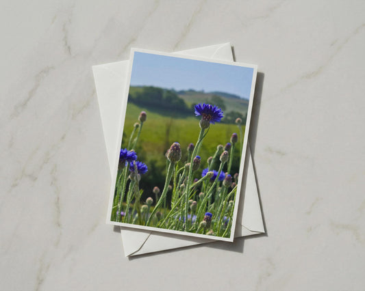 Cornflower Blue Wildflower Card, Summer Meadow Nature Card, Countryside Floral Greeting Card