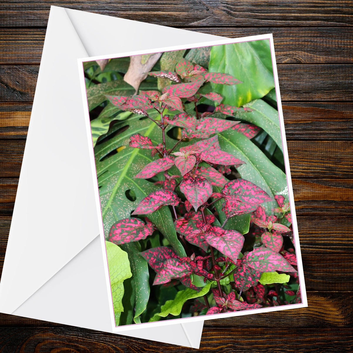 Polka Dot Plant A6 Card – Vivid Pink Green Mottled Leaves, Botanical Note, Eden Collection