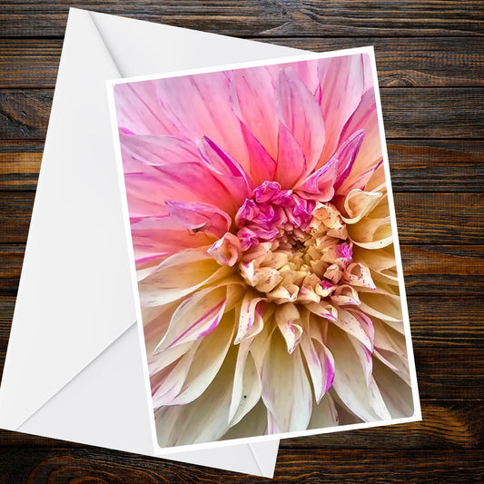 Pink & Cream Dahlia Greeting Card, Magenta Highlights — A6 Photo | Summer Flower Collection