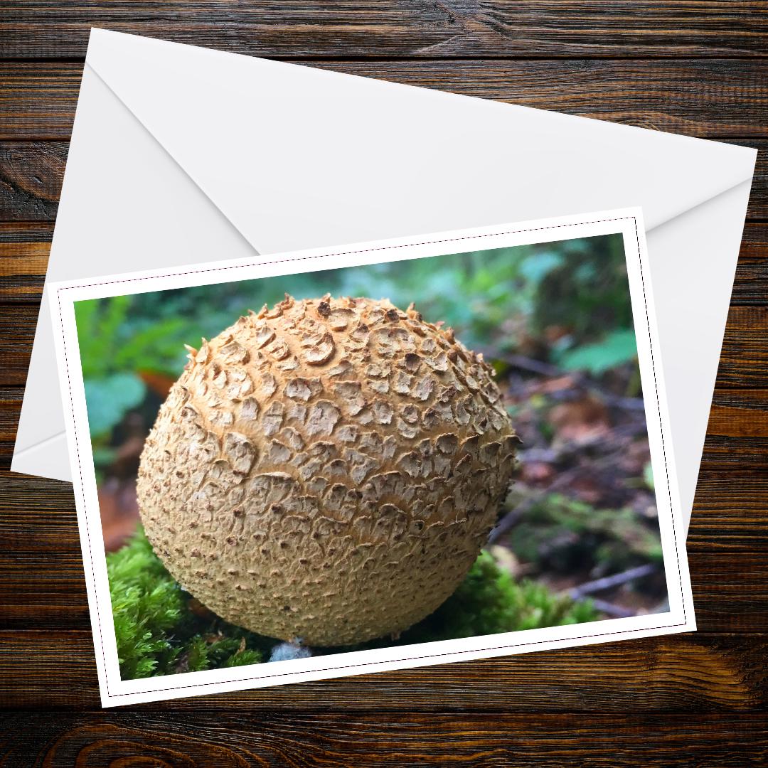 Common earthball mushroom greeting card, fungi botanical art, woodland scene, nature photography, eco friendly paper, whimsical forest art