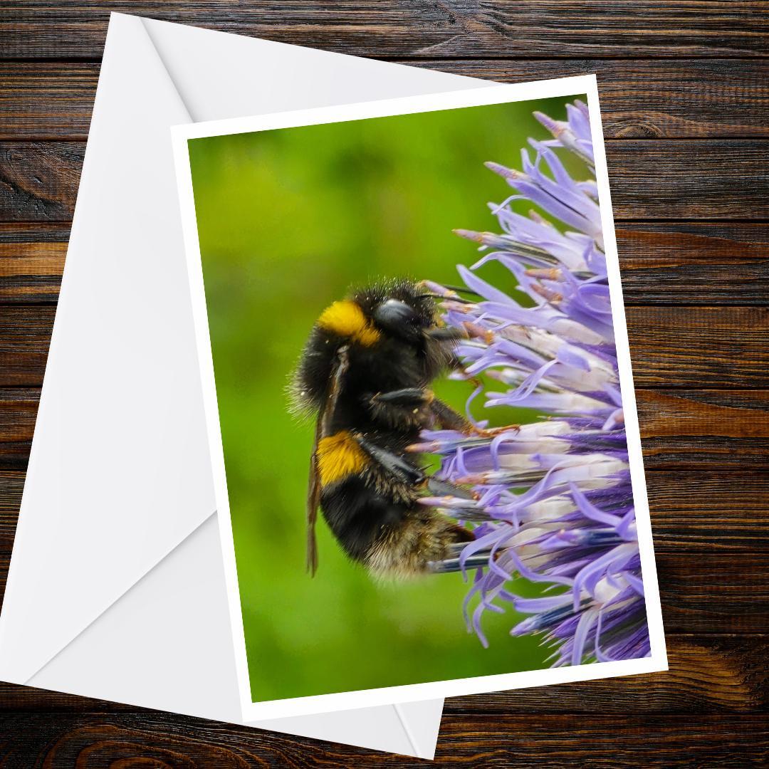 Bumblebee Flower Greeting Card, Wildlife Photography, A6 Matte Nature Card