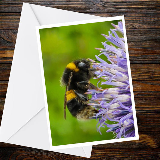 Bumblebee Flower Greeting Card, Wildlife Photography, A6 Matte Nature Card