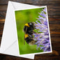 Bumblebee Flower Greeting Card, Wildlife Photography, A6 Matte Nature Card