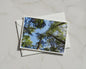 Forest Canopy Looking Up Tree Poster, Woodland Nature Framed-Print, Green Trees Blue Sky Wall Art, Nature Lover Gift