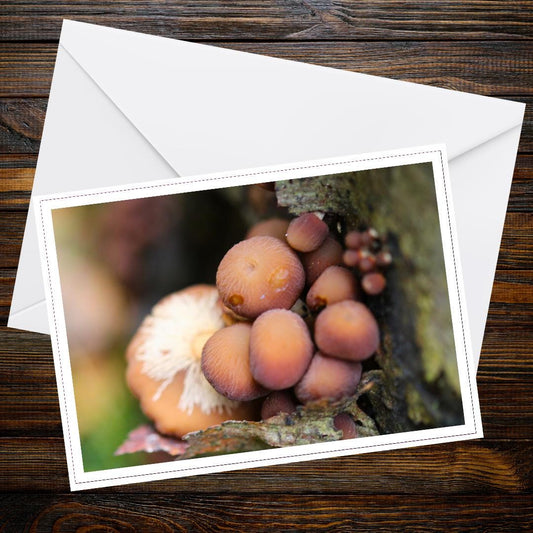 Velvet Shank Fungi Greeting Card | Botanical Mushroom Stationery | Nature Lover Gift | Woodland Wildlife, Eco Friendly Card