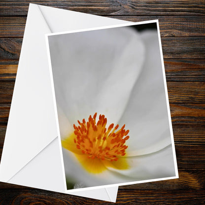 White Poppy Macro Greeting Card – A6 Floral Photo, Rock Rose Style, Orange Stamens