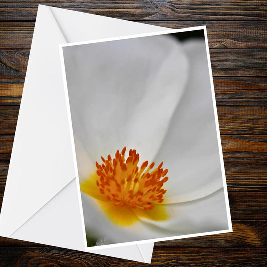 White Poppy Macro Greeting Card – A6 Floral Photo, Rock Rose Style, Orange Stamens