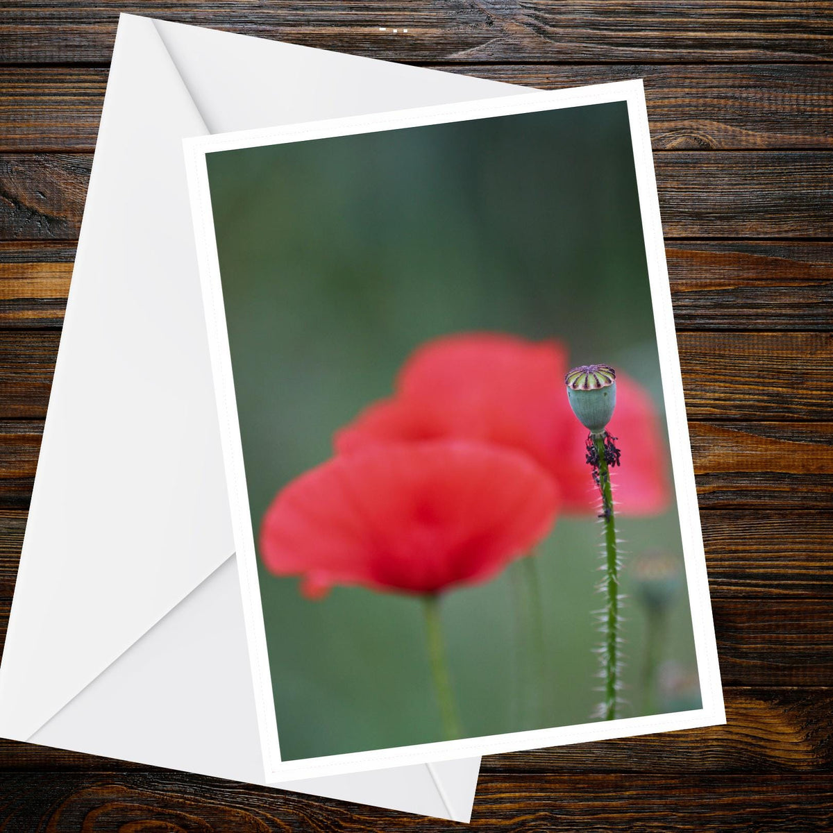 Poppy Seed Head Greeting Card A6 – Summer Flower Collection