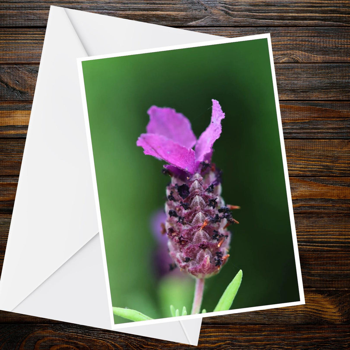 Spanish Lavender A6 Card | Purple Flower Macro Photo | Nature Photography Greeting Card