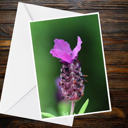Spanish Lavender A6 Card | Purple Flower Macro Photo | Nature Photography Greeting Card