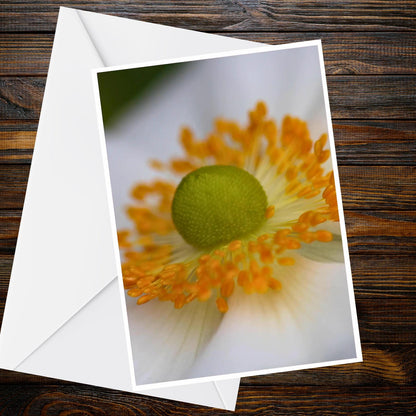 White Anemone A6 Card – Macro Floral Photography, Orange Stamens (Blank Inside)