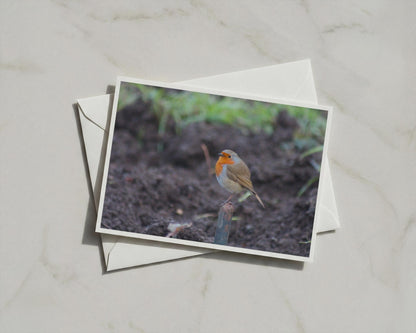 Robin Redbreast Garden Card, British Wildlife Bird Photography, Blank A6 Card