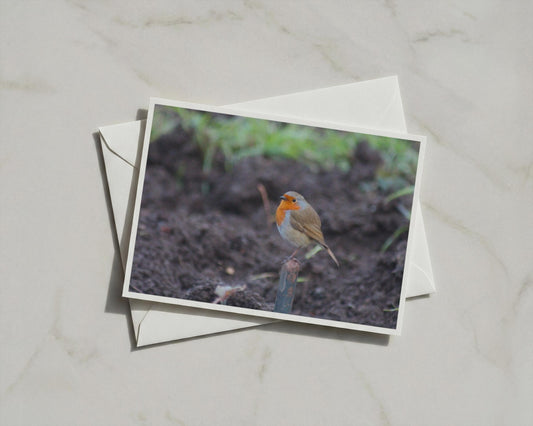 Robin Redbreast Garden Card, British Wildlife Bird Photography, Blank A6 Card