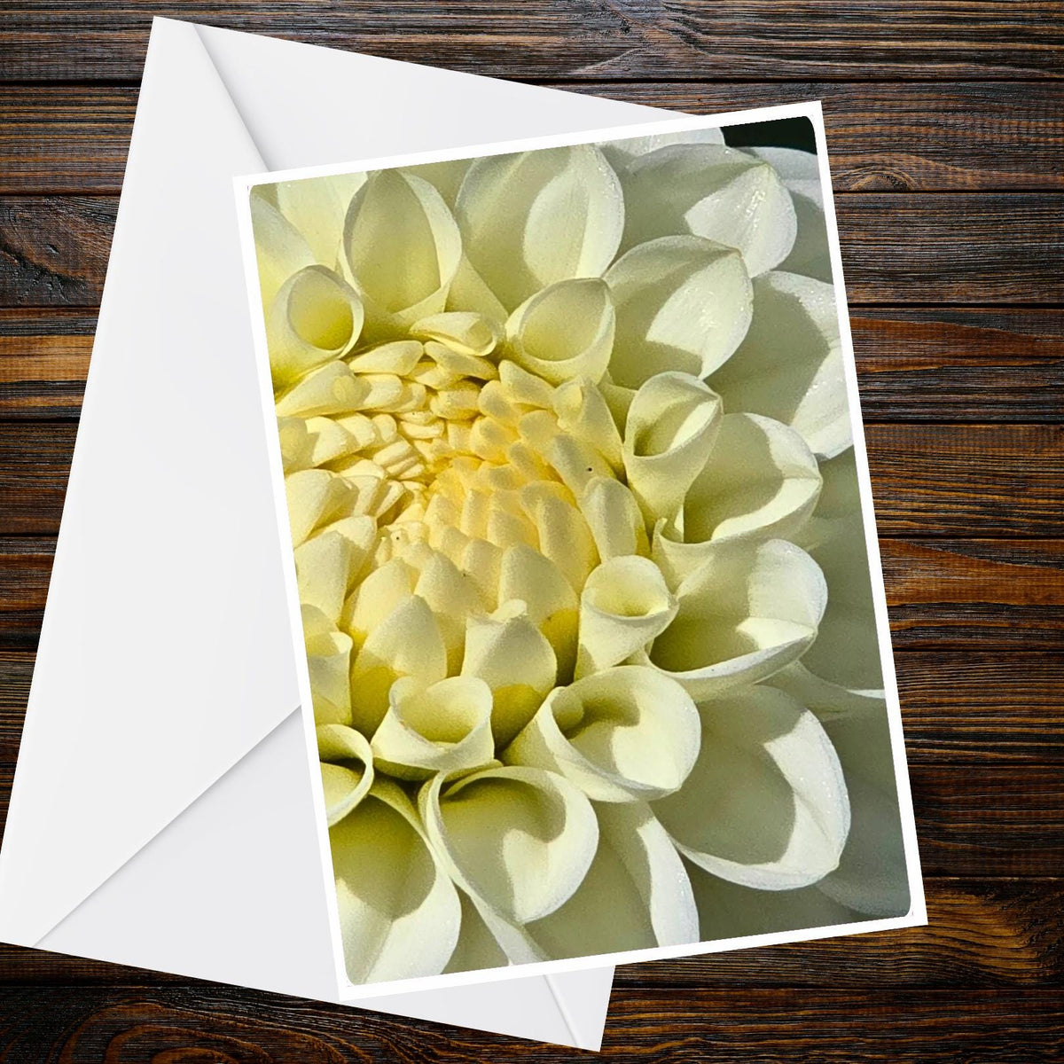 Dahlia Pure White & Cream A6 Greeting Card - Summer Flower Collection