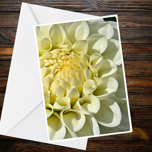 Dahlia Pure White & Cream A6 Greeting Card - Summer Flower Collection