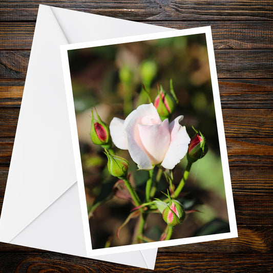 White Rose Greeting Card – Pale Blush Photo with Red Buds (A6)