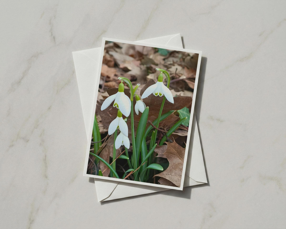 Snowdrop Flower Card, White Spring Flowers, Botanical Nature Card, Galanthus Gift Card