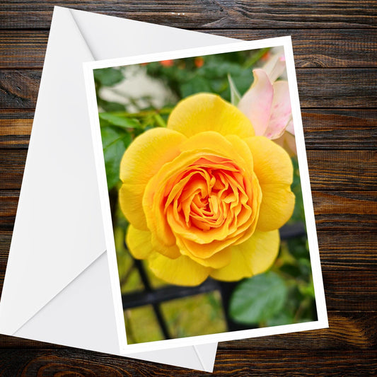 Yellow Rose Full Bloom card — A6 photographic greeting card, Summer Flower Collection