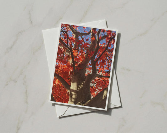 Autumn Maple Tree A6 Card, Red Leaves Nature Photography, Fall Foliage Greeting Card