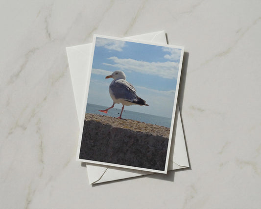 Seagull Card, Coastal Wildlife Greeting Card, Seaside Bird Photography, Beach Ocean Card
