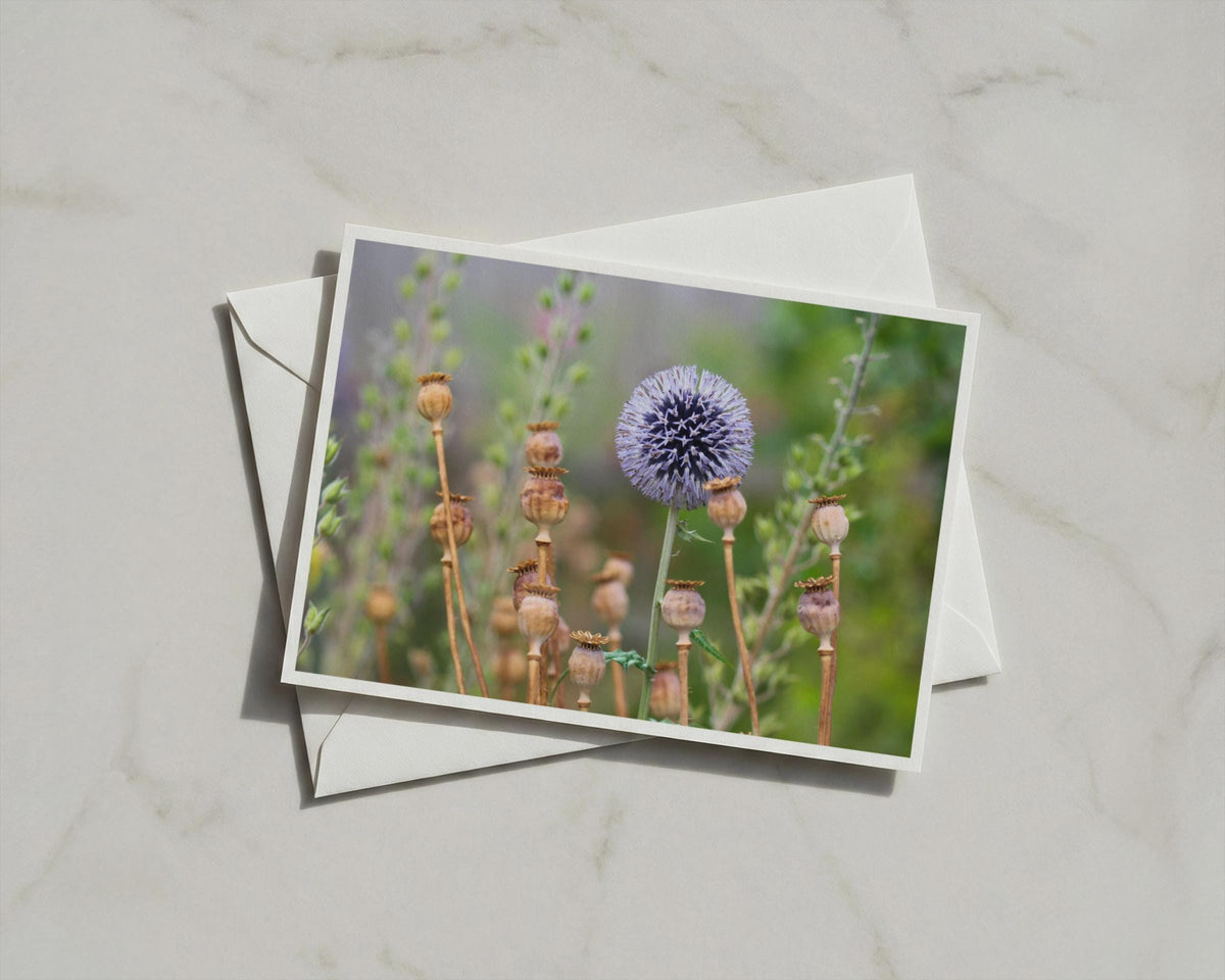 Echinops Globe Thistle Card, Poppy Seed Heads, Botanical Garden, Blue Wildflower