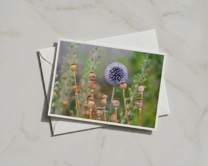 Echinops Globe Thistle Card, Poppy Seed Heads, Botanical Garden, Blue Wildflower