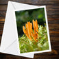 Calocera Fairy Fingers Greeting Card | Yellow Stagshorn Fungi Nature Card | Woodland, Mushrooms, Botanical, Mycology, All Occasion